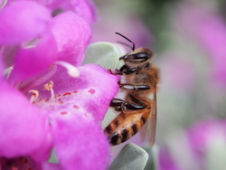 Bee 2