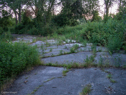 Return To The Woods