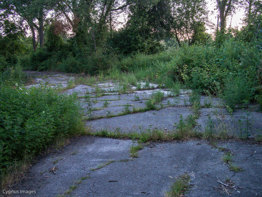 Return To The Woods
