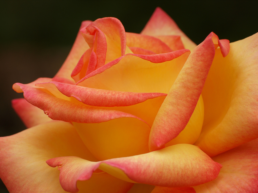 Rose "The World"
