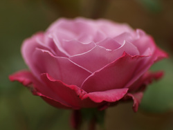 Rose "Blue Sky"