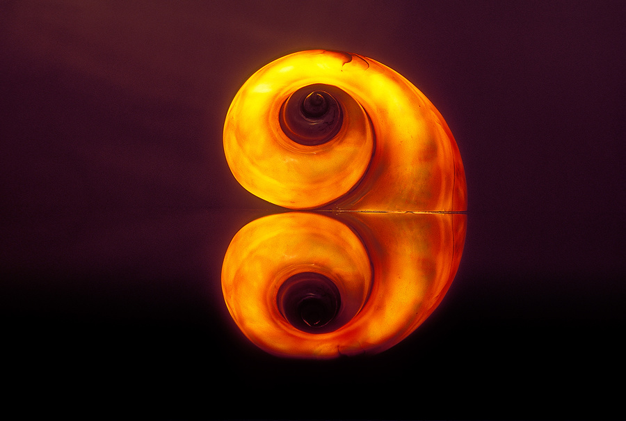 doble caracol [double shell]