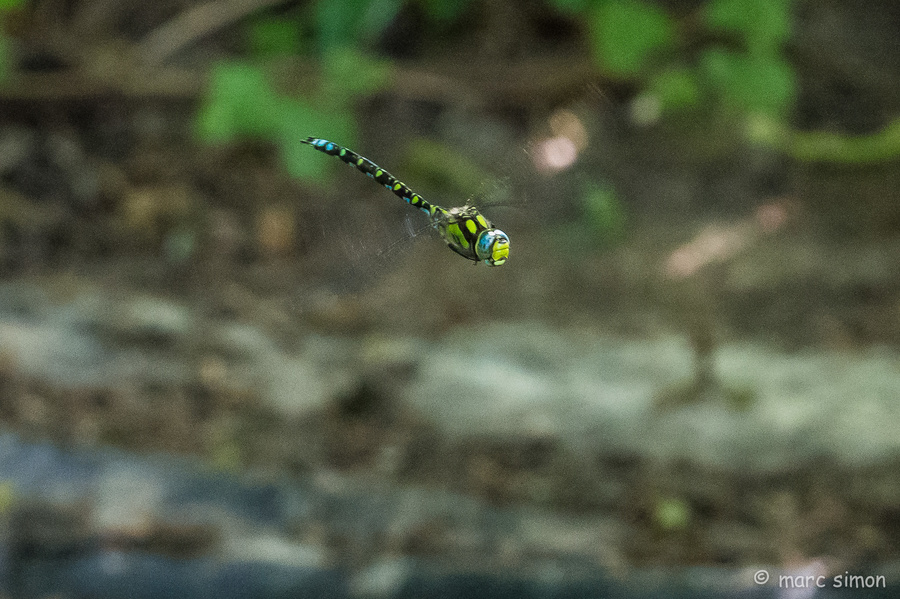 Dragonfly 2