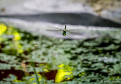 Dragonfly 3