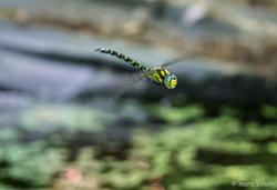 Dragonfly 4