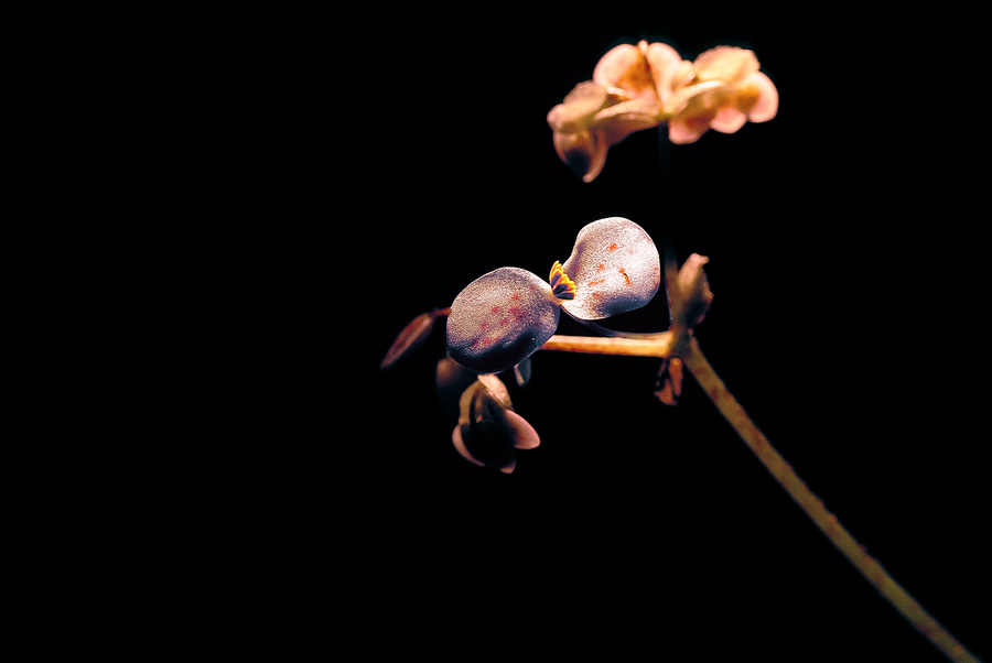 equilibrios [equilibria]