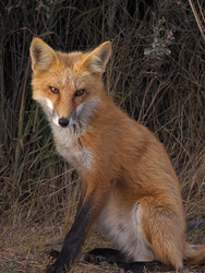 Young Adult