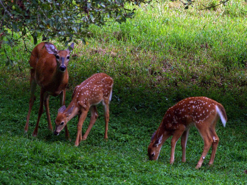 Mom & twins