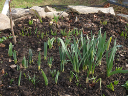Bulbs