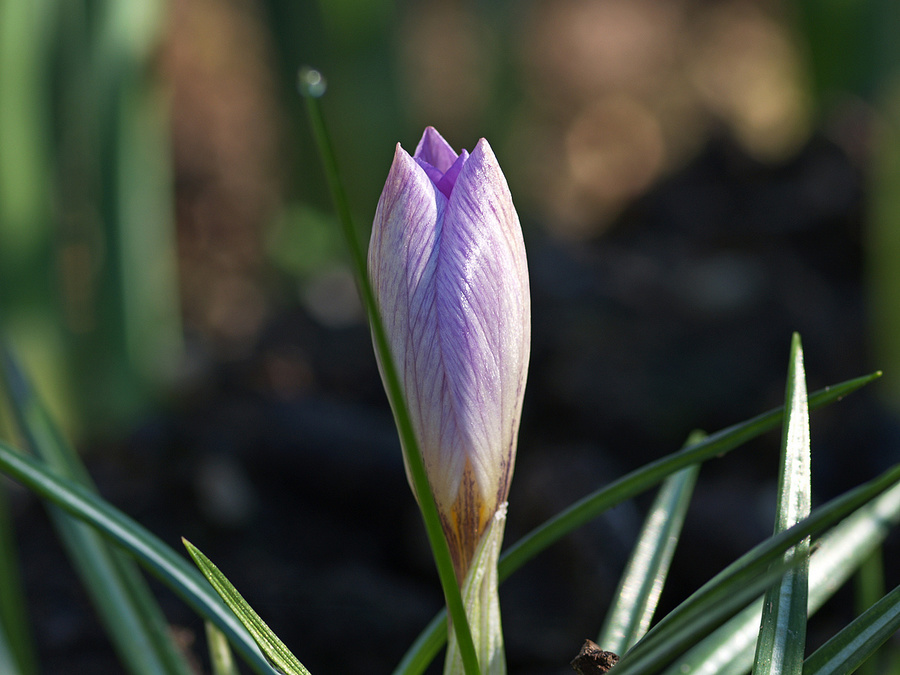 Opening crocus bud 1