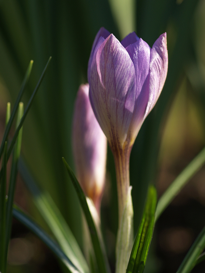 Opening crocus bud 2