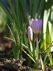 Opening crocus buds
