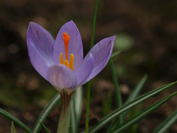Crocus buds 3 hours later