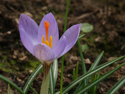 Crocus bud 3 hours later