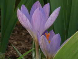 Blue crocus