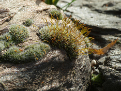 Moss photographed using Sigma macro