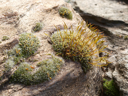 Moss on rocks recorded by E-3 and Panagor macro lens