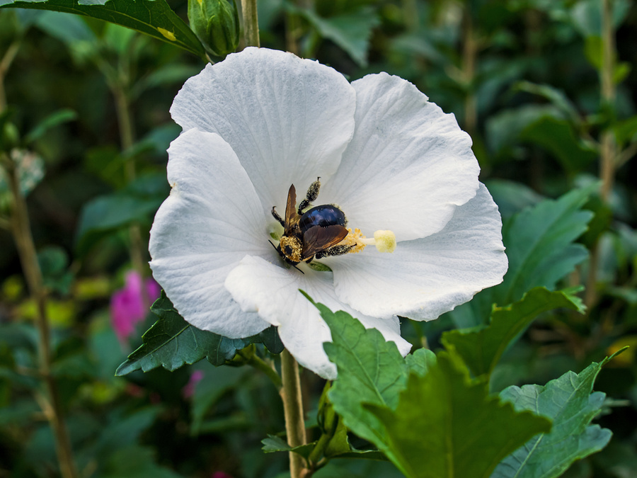 Carpenter Bee at Work