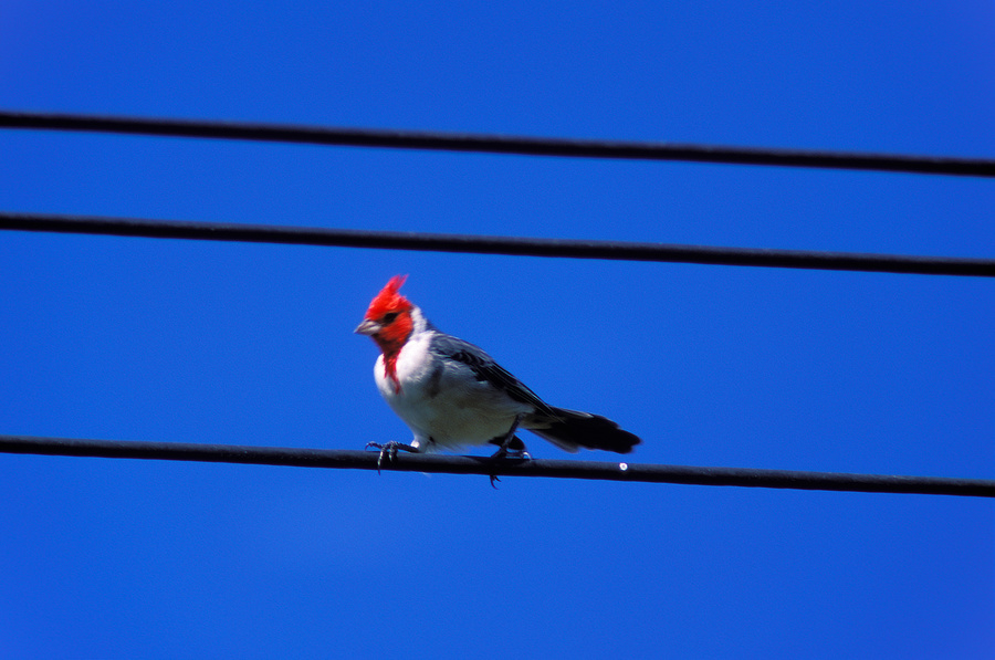 cardenal de copete rojo [red headed cardinal]
