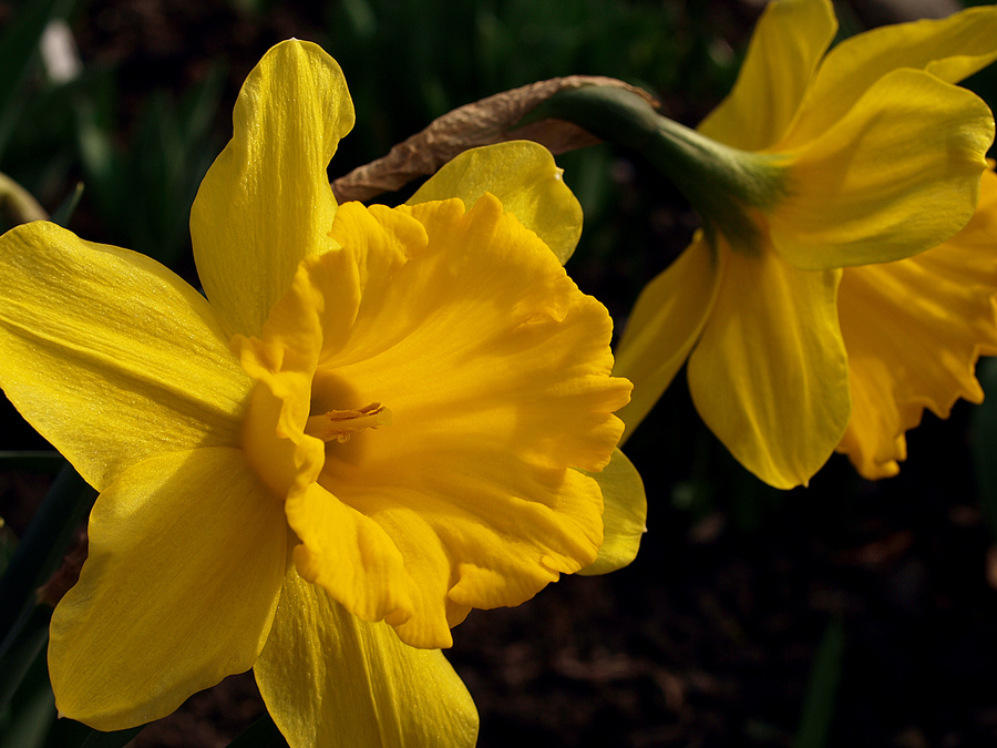 Daffodown-dilly "King Alfred"
