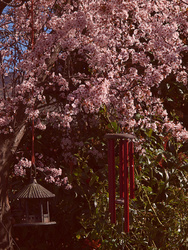 Ornamental plum in flower