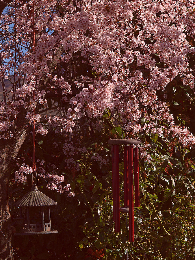 Ornamental plum in flower