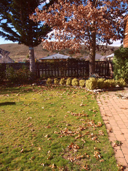 North American oak on our section.