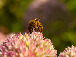 Return of the Bees