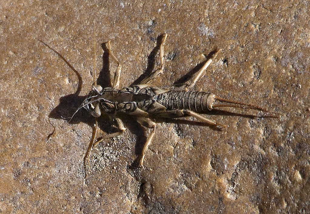 Stonefly Nymph Splitting Open. 100%