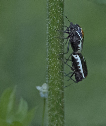 Bugs doin' IT. 100%