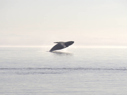 Humpback