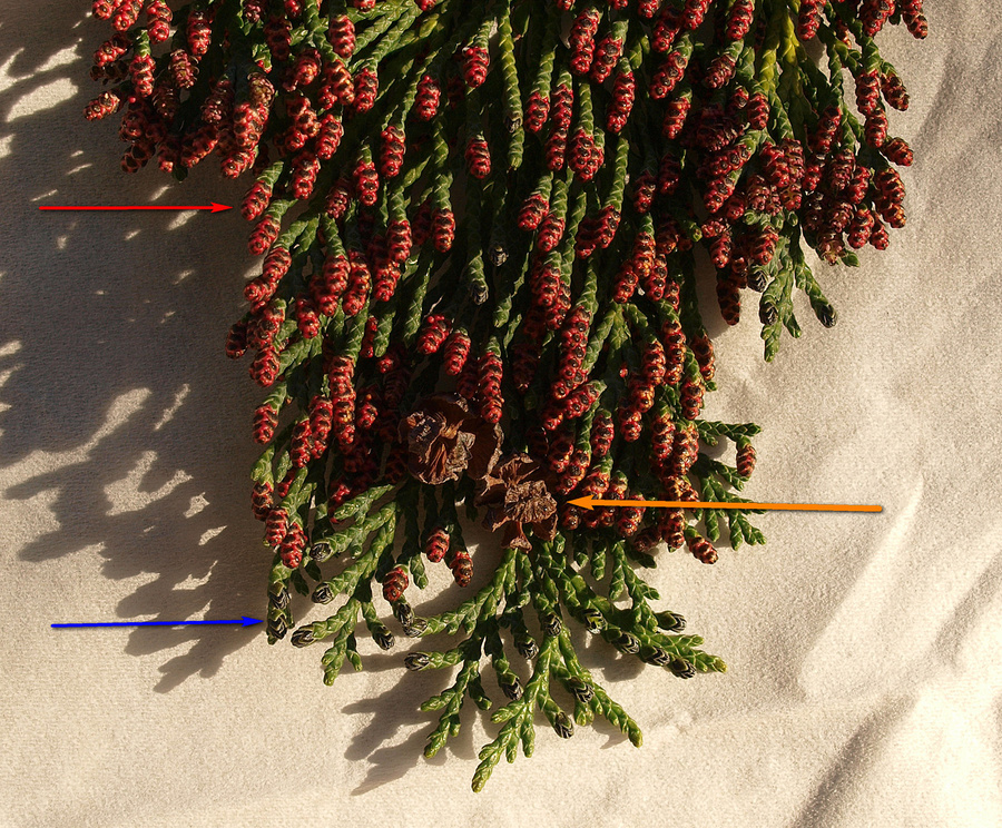 Cypress "flowers"