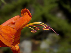 M.Z 60/2.8 Macro Lens