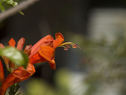 M.Z 75-300, 300 mm, uncropped