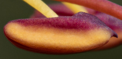 M.Z 60/2.8 Macro, 100%