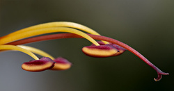 M.Z 60/2.8 Macro, full frame width