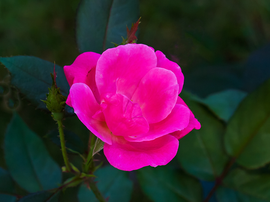 Friday Flower