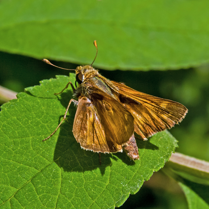 Skipper Wing Details