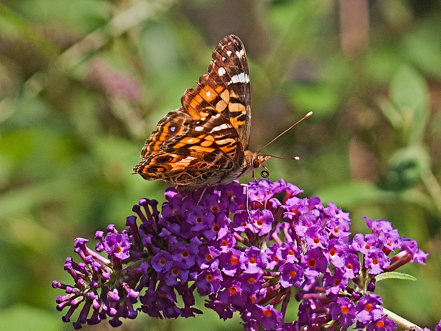 Momentary Visitor