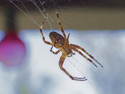 M.Z 60/2.8 Macro, Full Image.