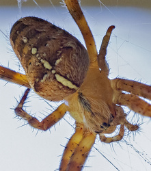 M.Z 60/2.8 Macro, Cropped to Body.