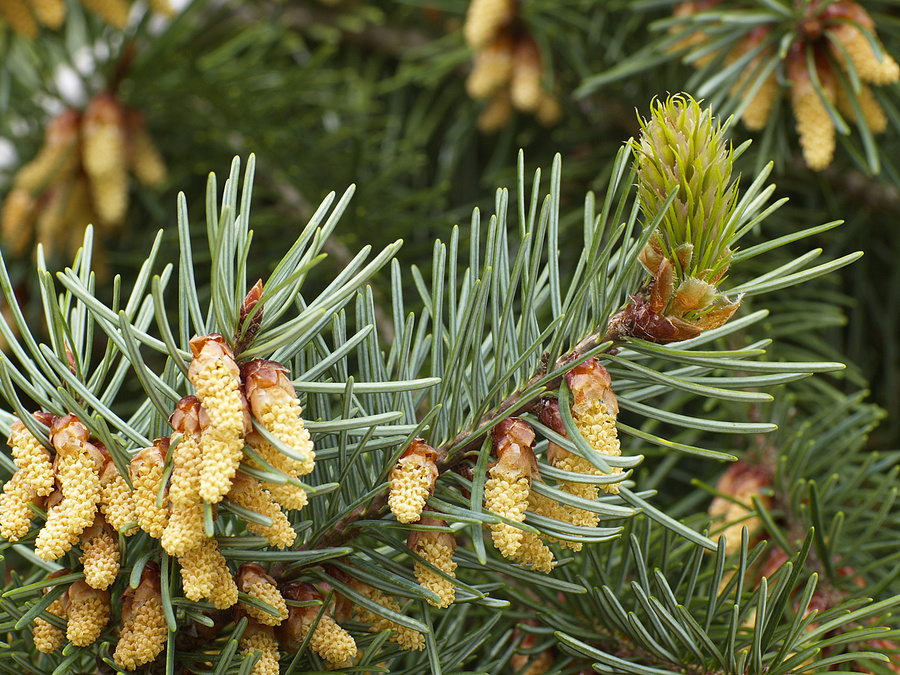 Douglas-fir male and female strobili