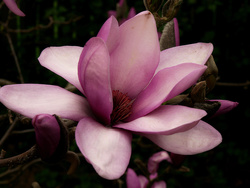 Magnolia "Apollo"