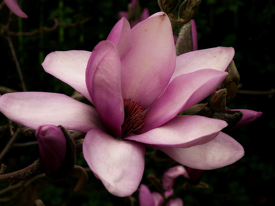 Magnolia "Apollo"