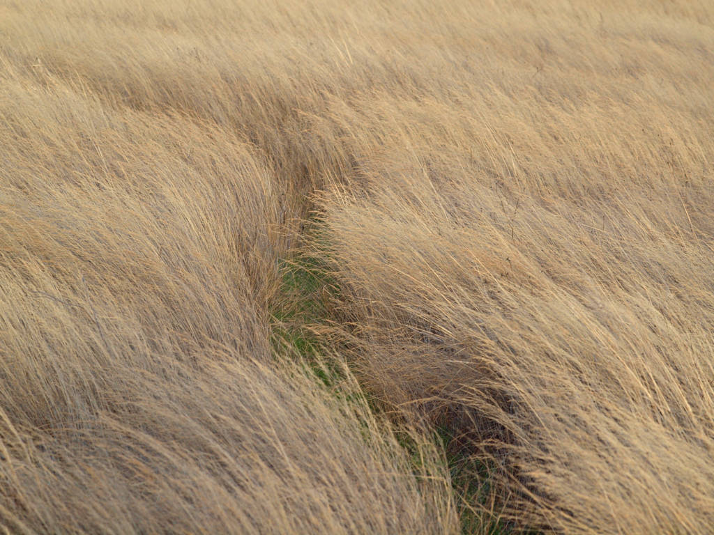 Trail Through the Prairie