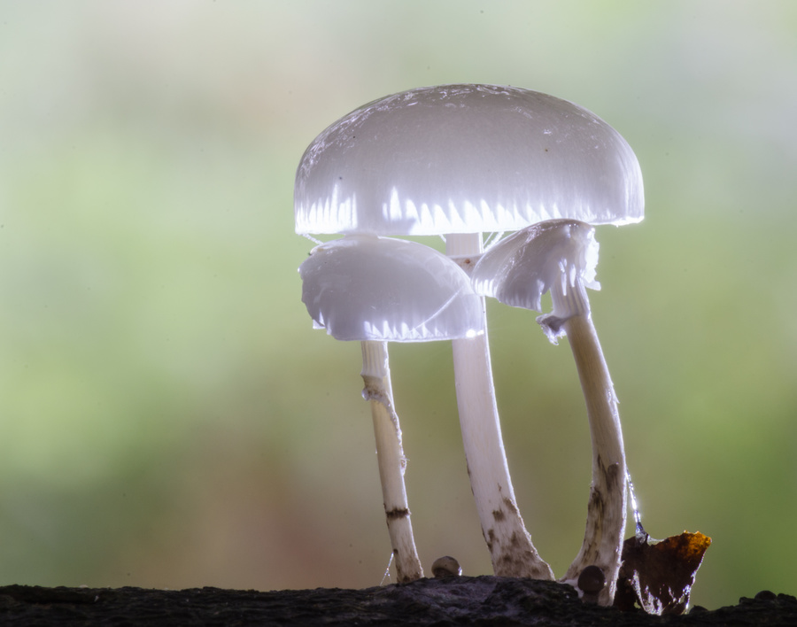 DSC_2856.jpg