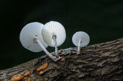 DSC_2870.jpg