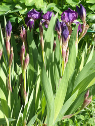 irises with Zuiko 100/2 on E-3