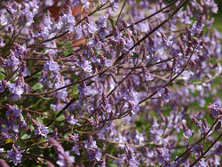 Hebe flowers
