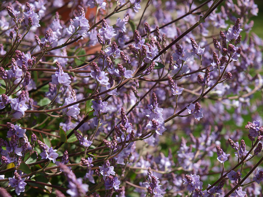 Hebe flowers